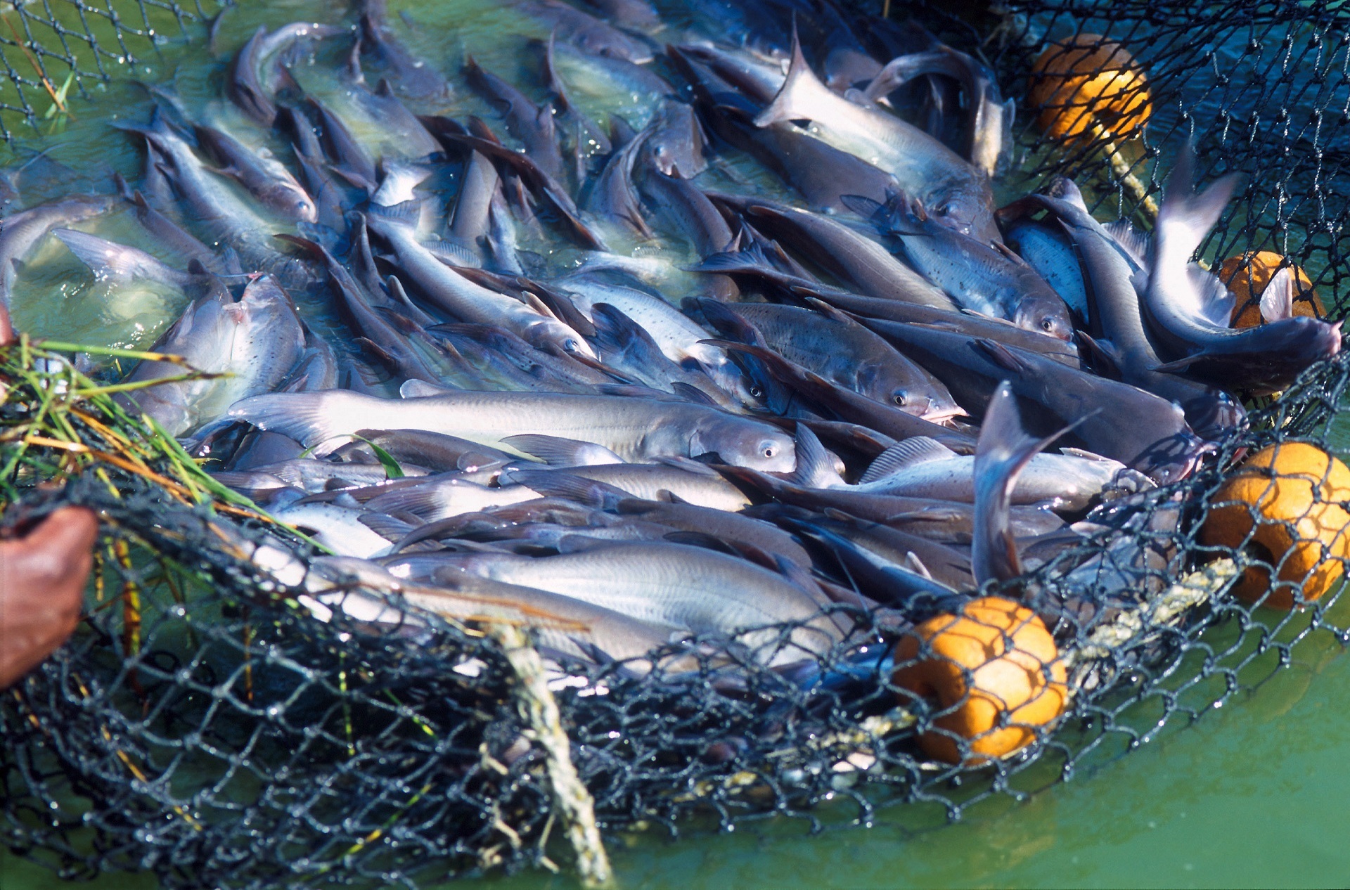 APV: Bespovratna sredstva za ribnjake u 2020. godini