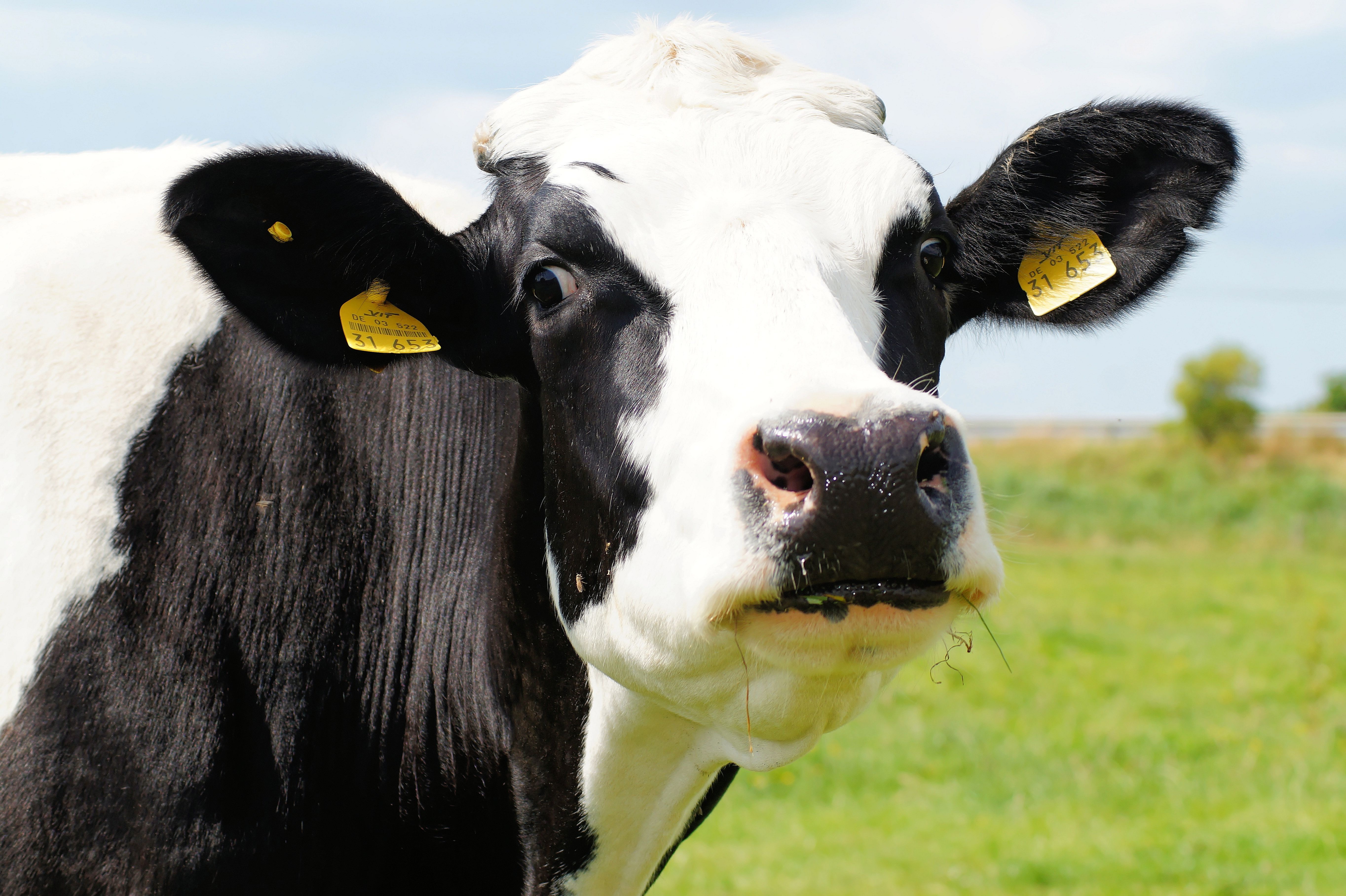 Javni poziv i pravilnik o podsticajima u stočarstvu za kvalitetna priplodna grla