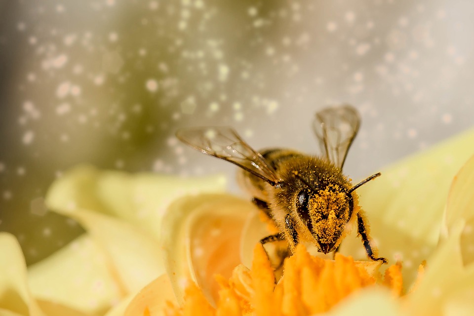 Bespovratna sredstva za pčelarstvo u APV u 2022. godini