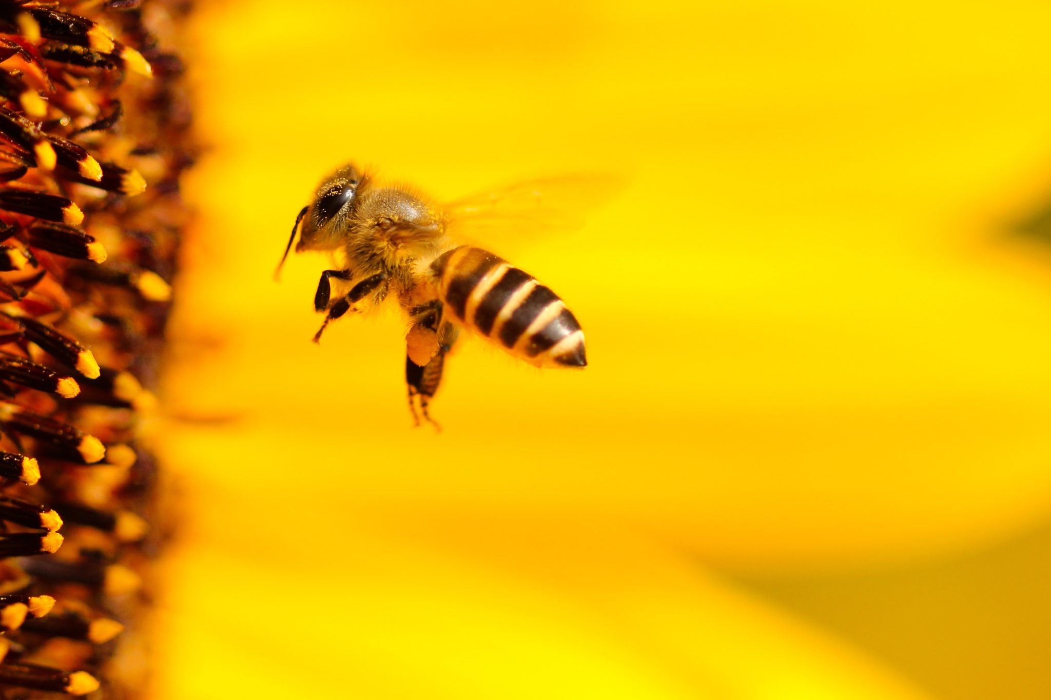 APV: Bespovratna sredstva za pčelarstvo u 2021. godini