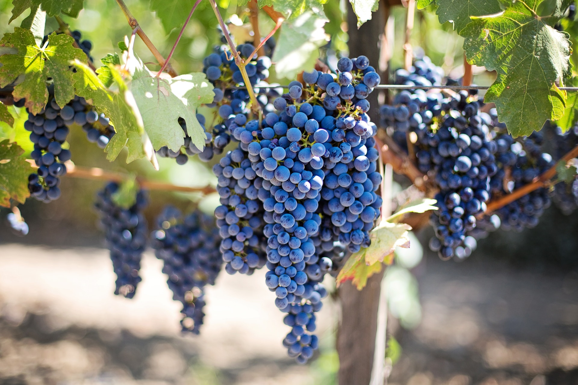 RS: Podsticaji za podizanje novih zasada vinograda