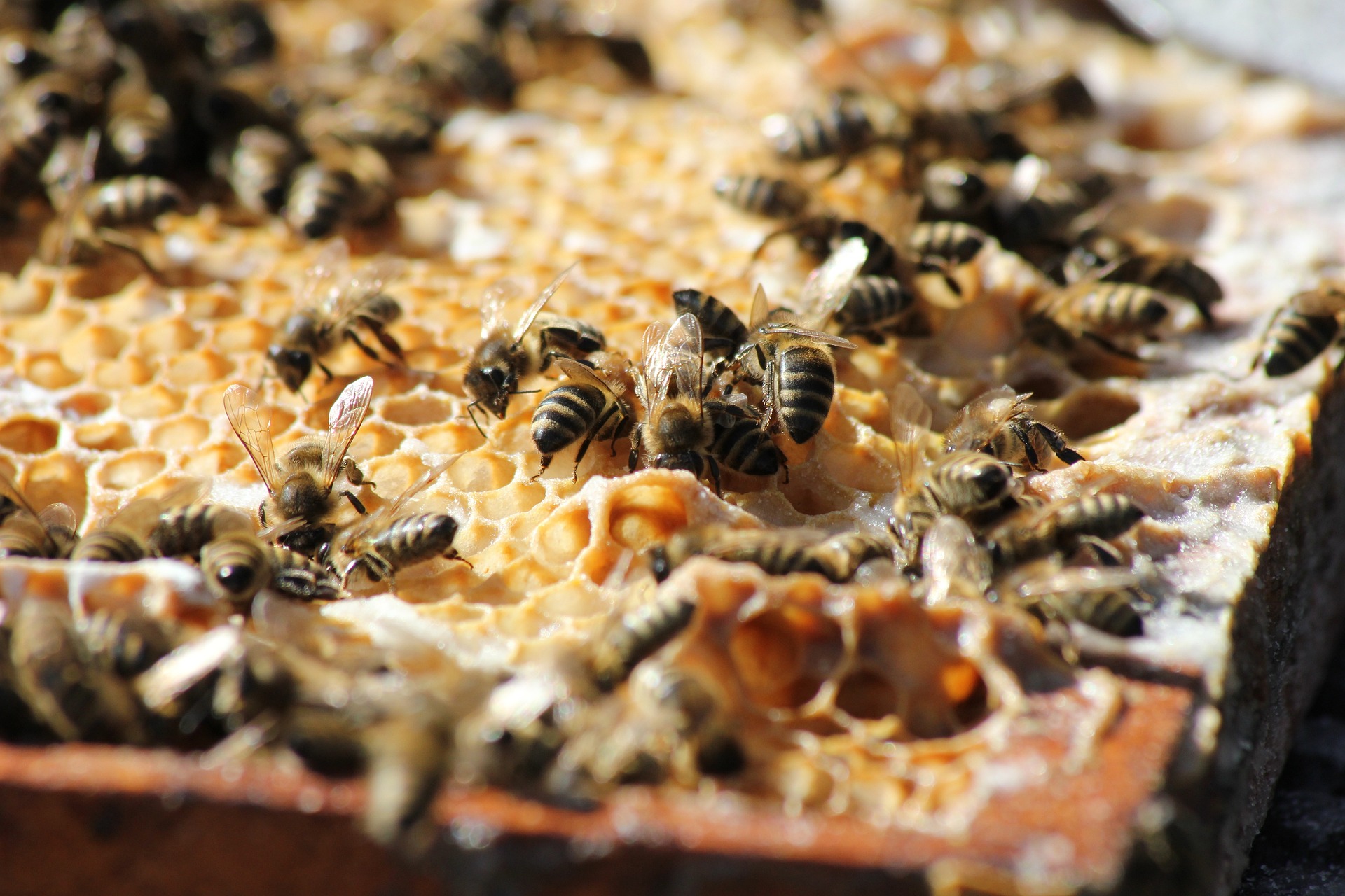 Bespovratna sredstva za opremu za pčelarstvo u APV u 2023. godini