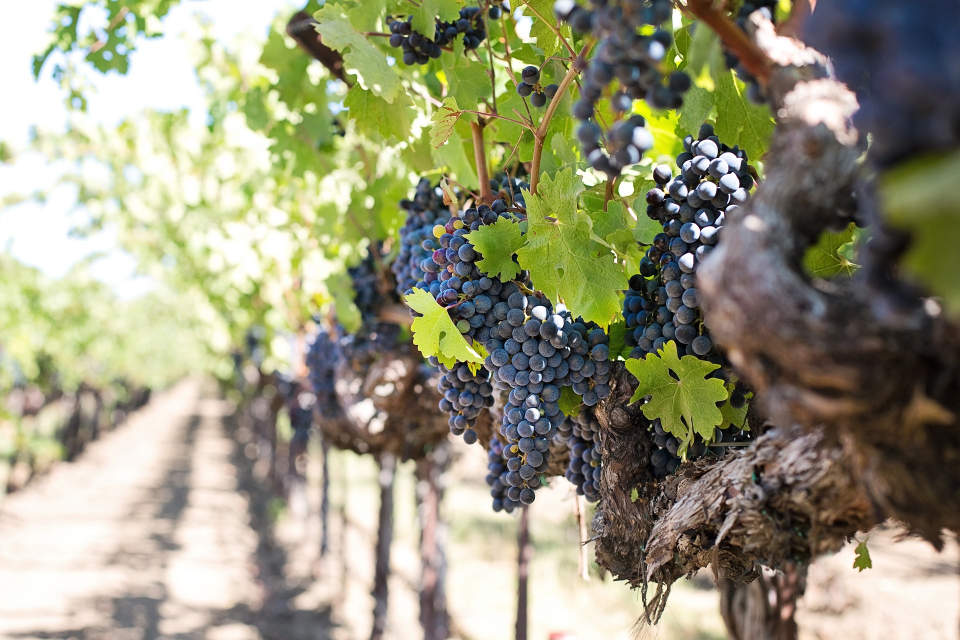 RS: Subvencije za podizanje novih zasada vinograda