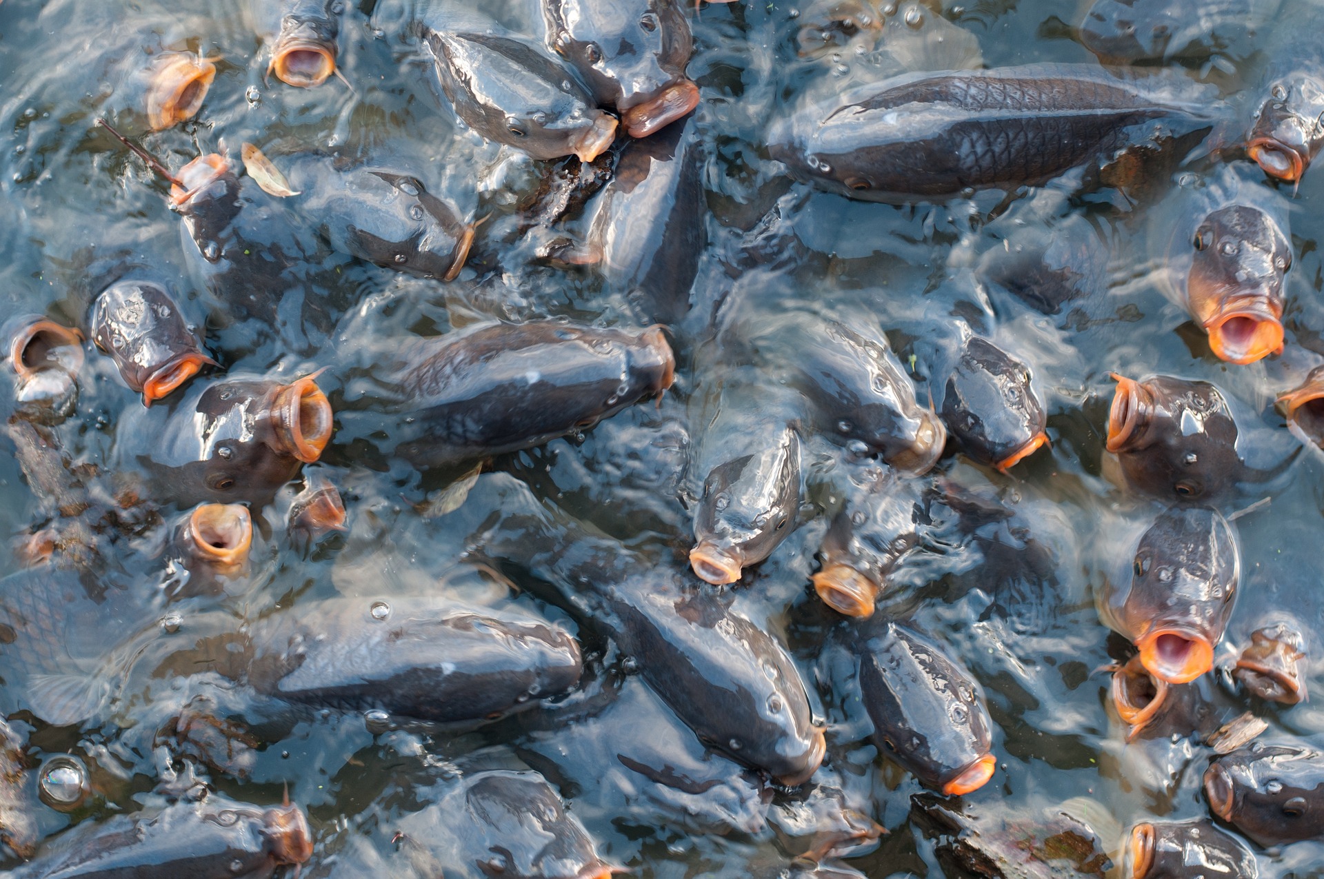 APV: Subvencije za ribnjake