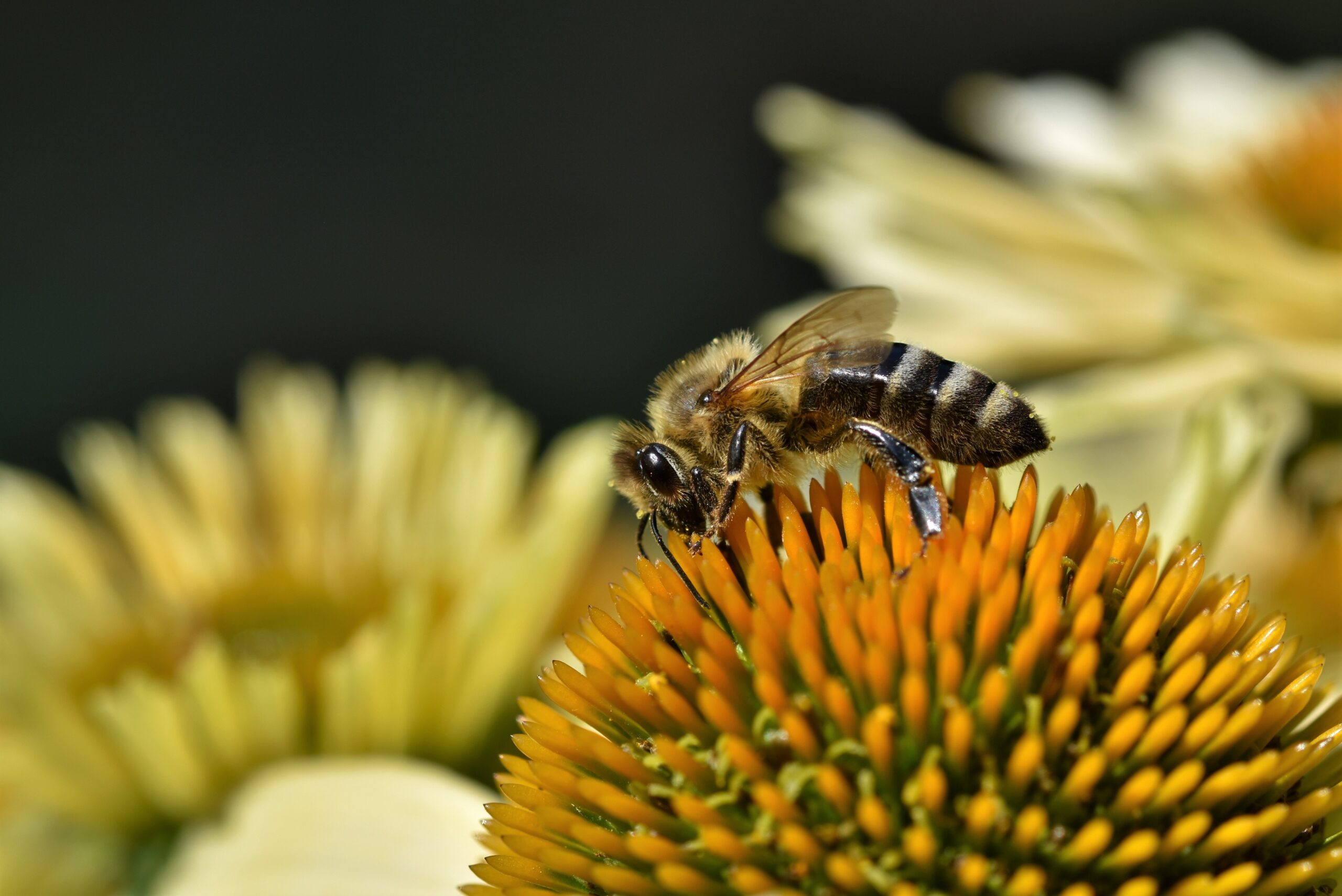 Subvencije za opremu u pčelarstvu Ministarstva poljoprivrede
